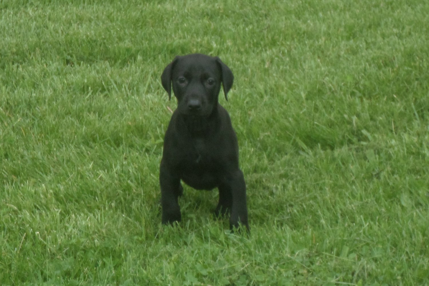 Canis Panther Puppies Pictures